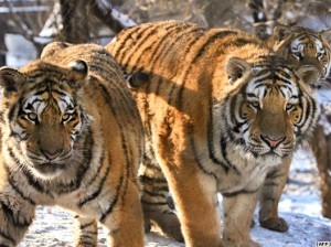 Summit in Russia salvate la tigre Brogi.info